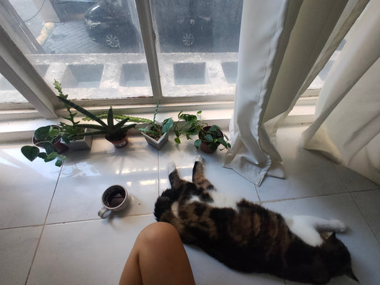 Slow mornings
